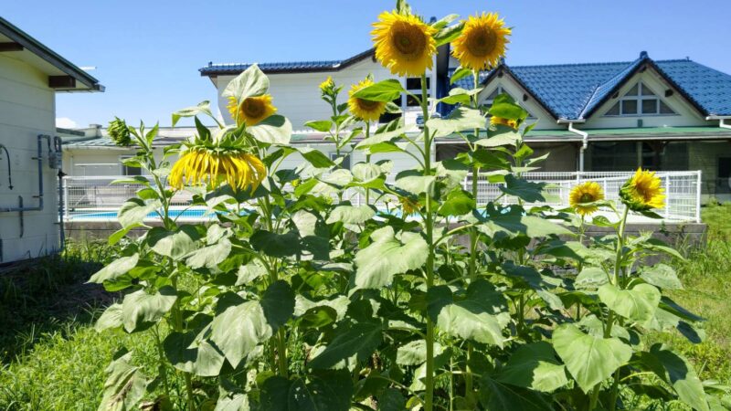 ５分区社明運動で配布したひまわりの苗が大きく育ってます!!